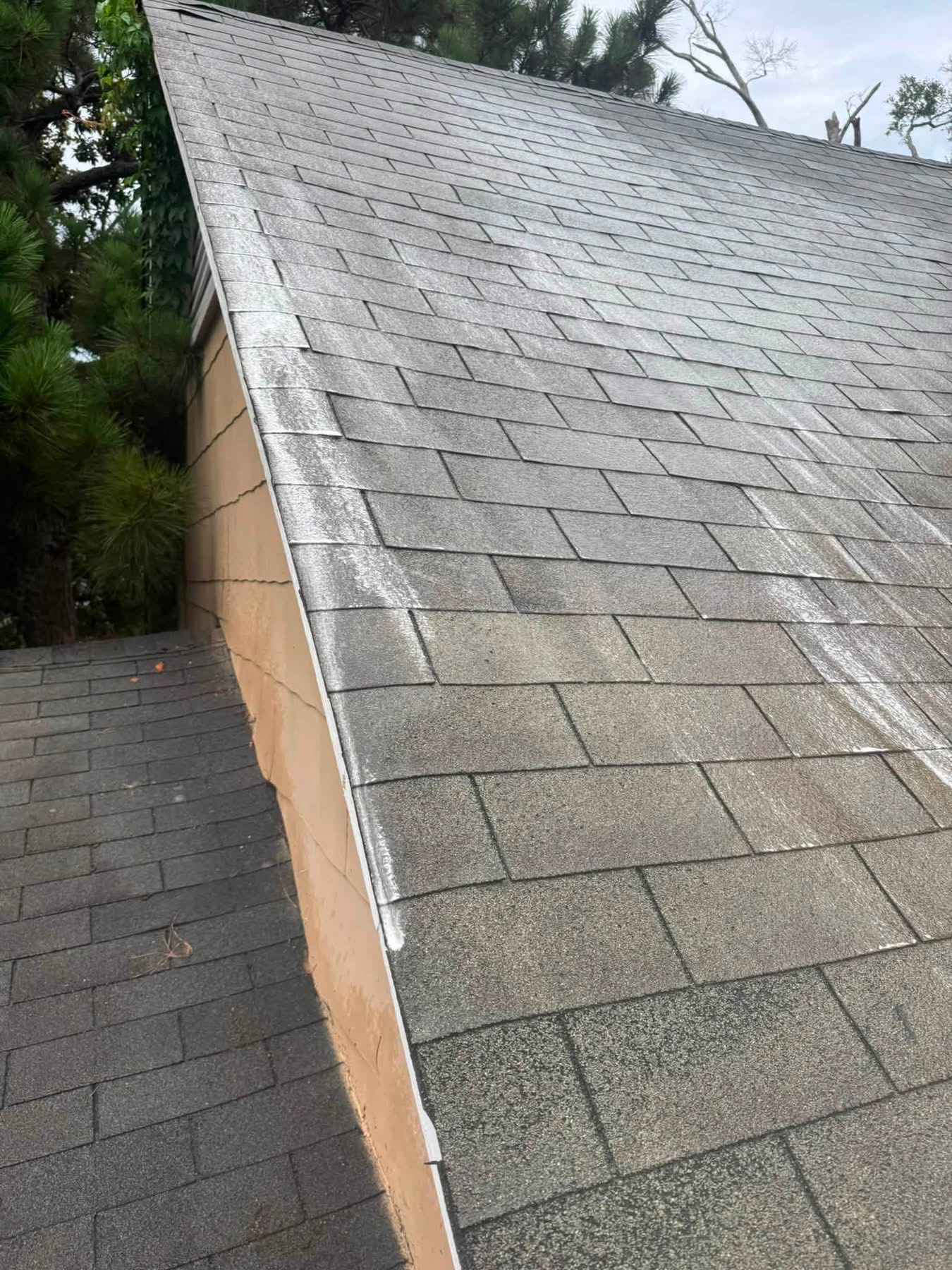 Asphalt shingle roof with white trim against tan fascia and trees
